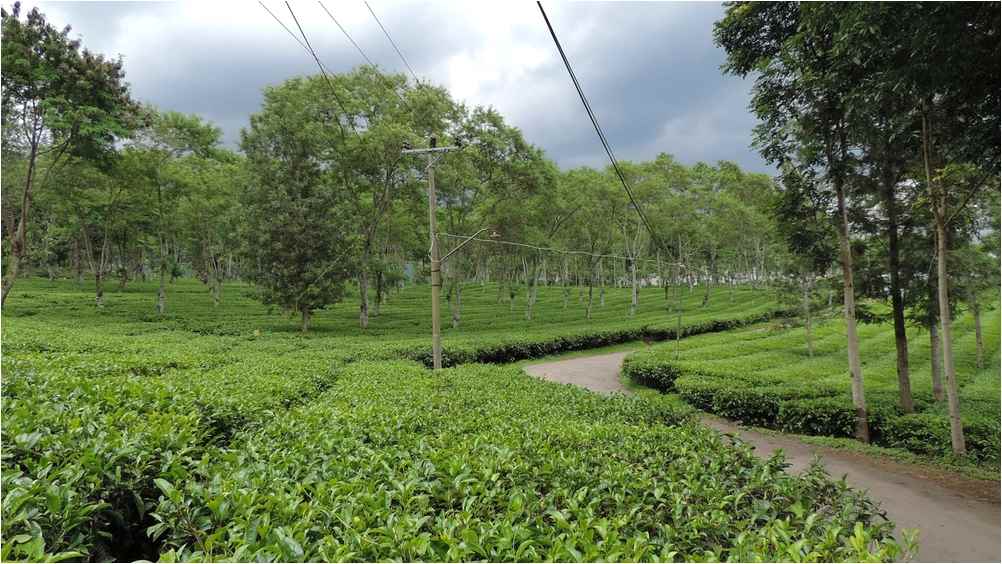 hotel kebun teh wonosari malang