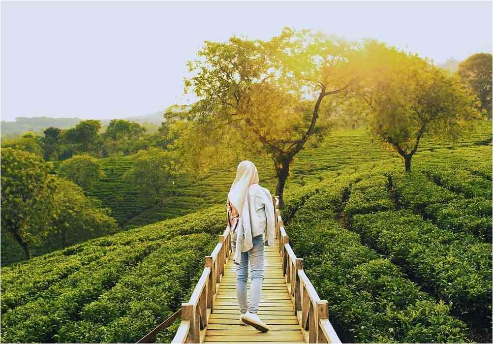 htm kebun teh wonosari malang