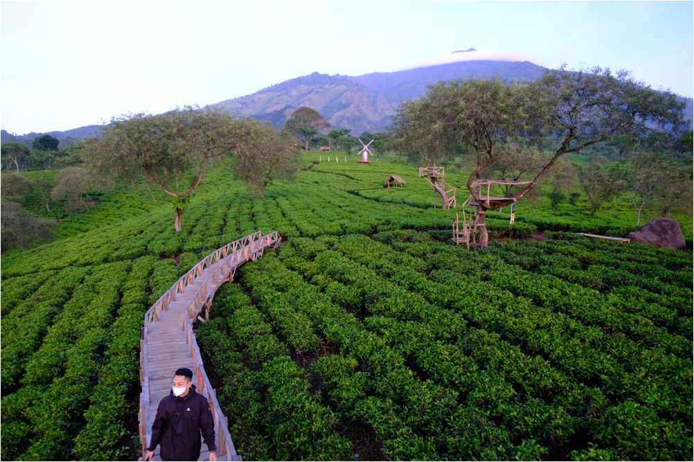 kebun teh wonosari malang